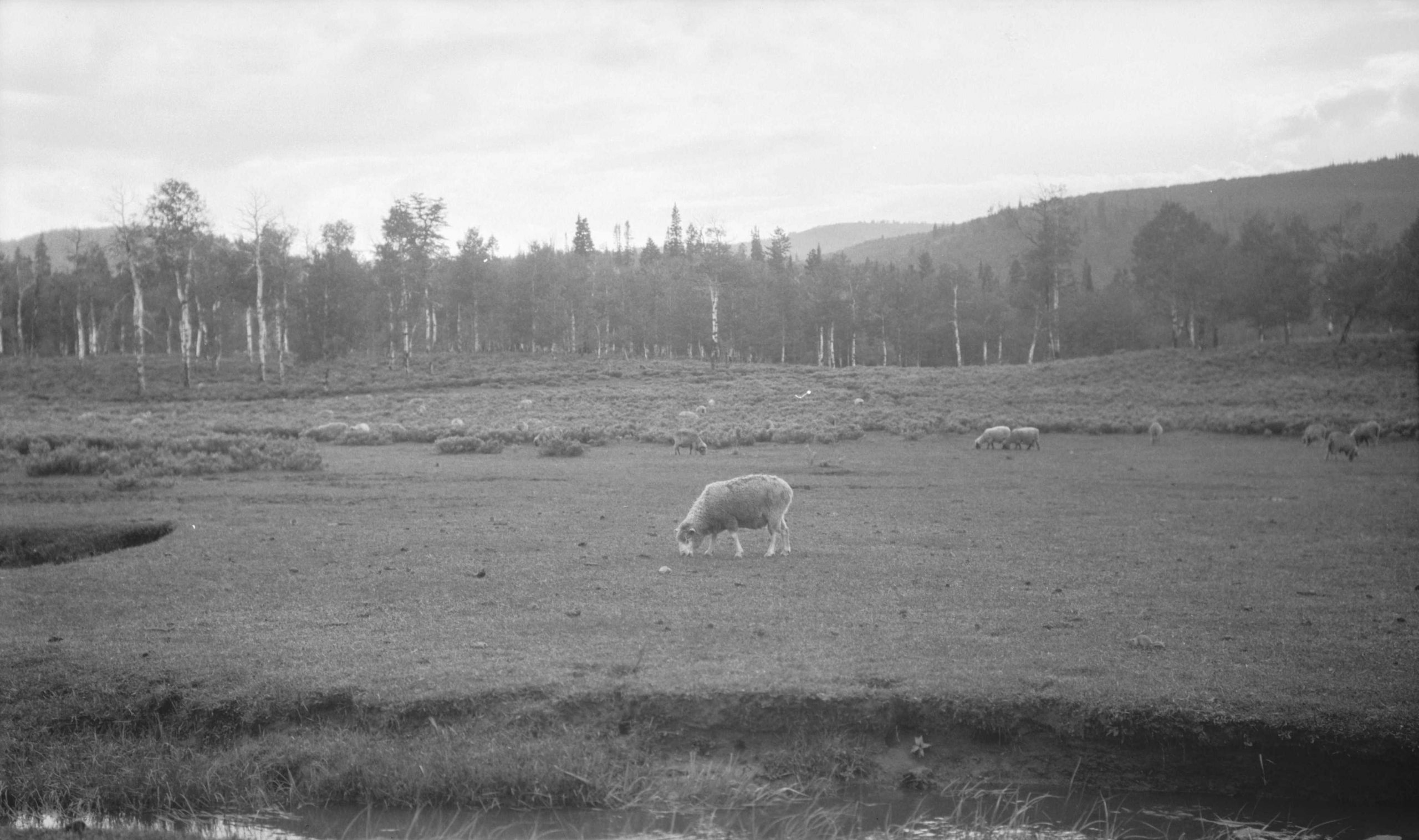 Sheep grazing in a Utah pasture.