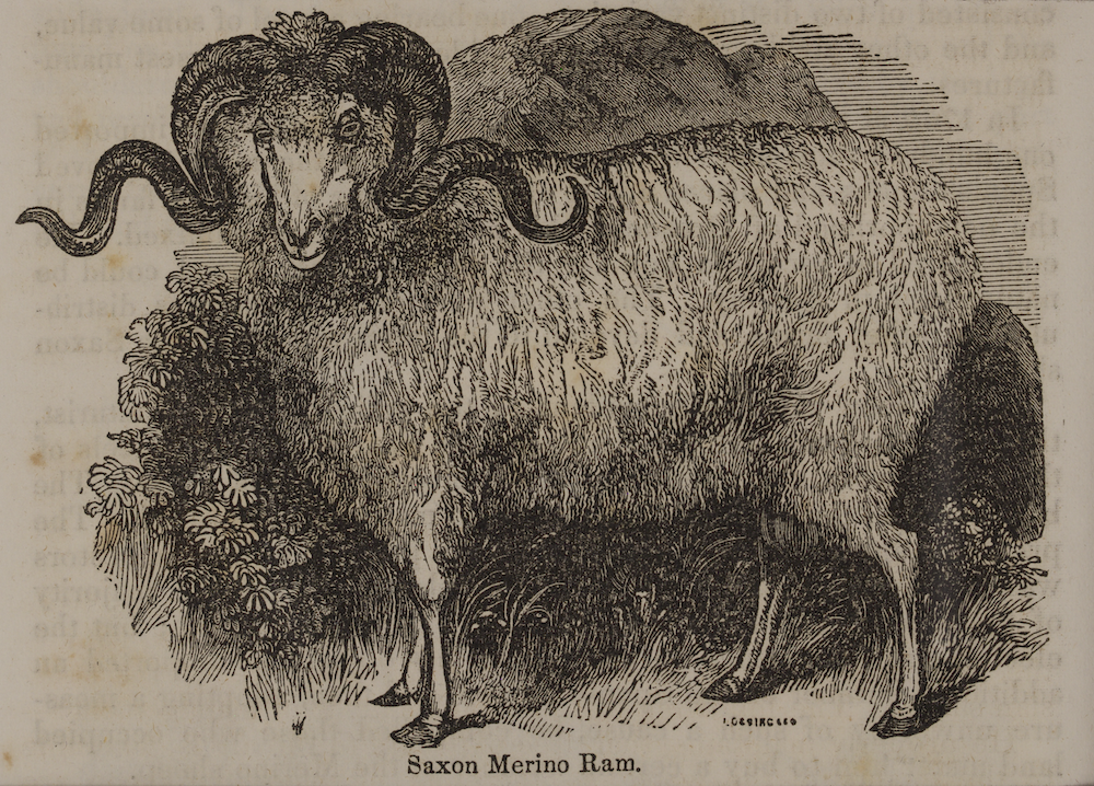 The sheep industry grew amidst the Panic of 1893. Pictured here, a Saxon Merino Ram.
